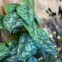 The Pictus Trailing Houseplant, thumbnail 2 of 6