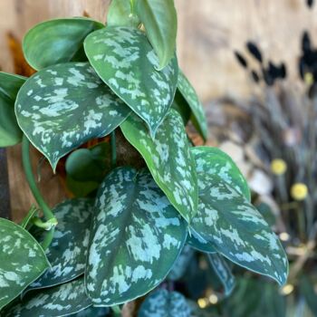 The Pictus Trailing Houseplant, 2 of 6