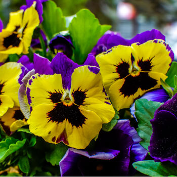 Flowers Pansy 'Yellow With Purple Wing' 20 X Plant Pack, 3 of 4