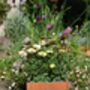 Rusty Square Plant Pot, thumbnail 4 of 4