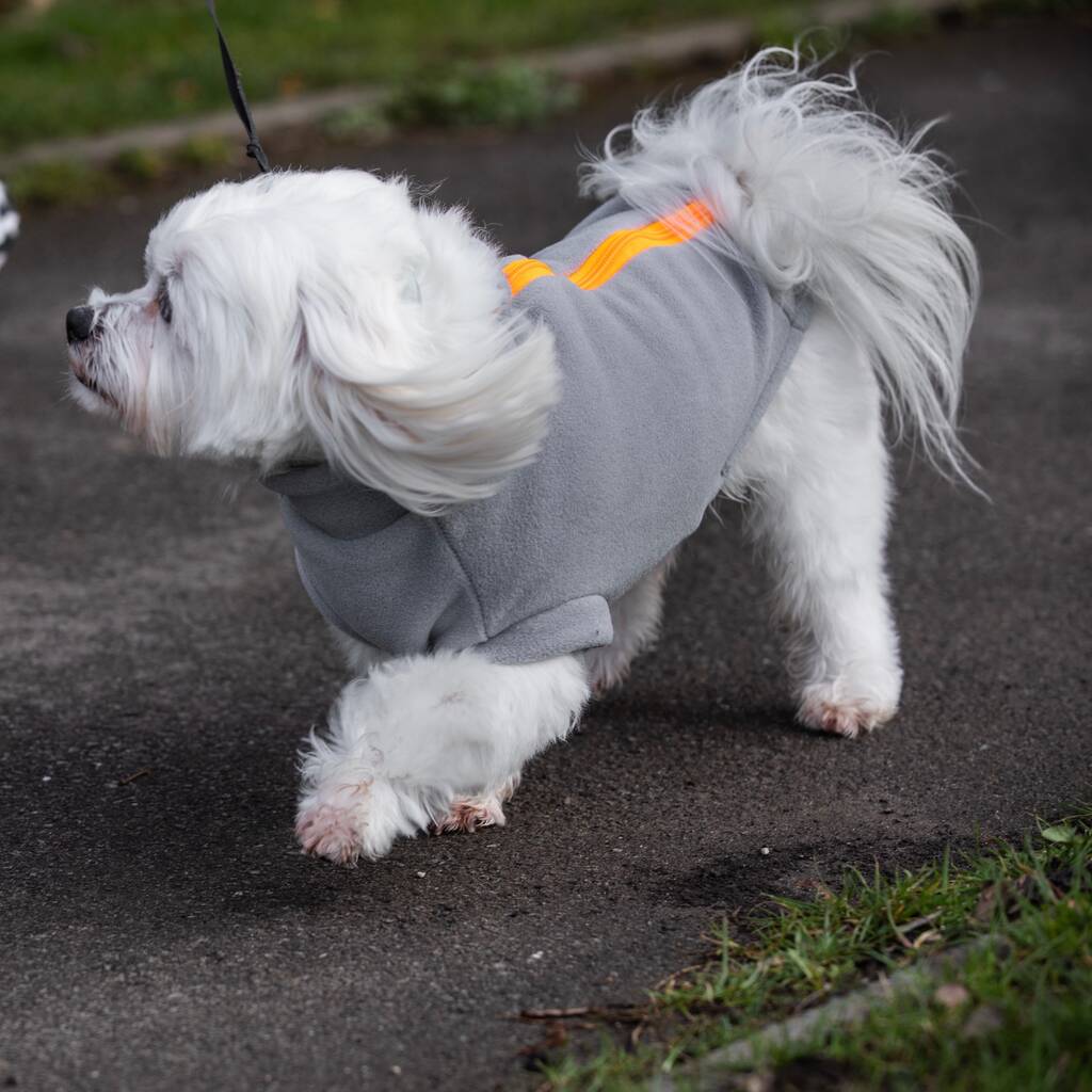 maltese dog coat