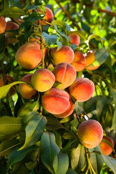 Peach Trees 'Pergerine', 3 of 11
