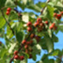 Crab Apple Fruit Trees Three X 10 L Pots, thumbnail 6 of 6