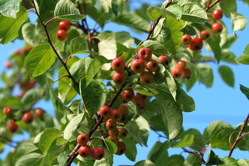 Crab Apple Fruit Trees Three X 10 L Pots, 6 of 6