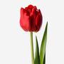 Scarlet Double Tulip Fresh Bouquet, thumbnail 2 of 3