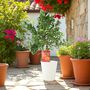Citrus Mandarin Tree In 5 L Pot – Fragrant And Fruiting, thumbnail 1 of 4