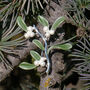 Mistletoe Christmas Brooch, thumbnail 3 of 6