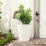 Sarcococca Confusa – Sweet Box In 3 L Pot Shrub, thumbnail 1 of 4