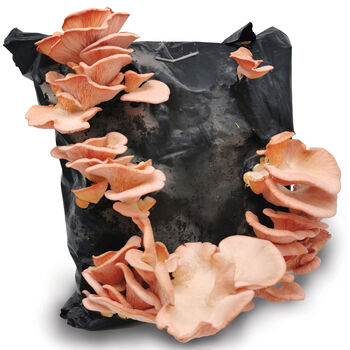 Oyster Mushroom Growing Kit Ready To Grow, 2 of 12
