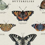 British Butterfly Art Poster, thumbnail 3 of 10