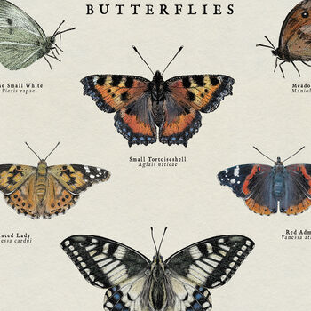 British Butterfly Art Poster, 3 of 10