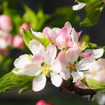 Fruit Trees Apple Cox Orange Pippin Bare Rooted, 3 of 5