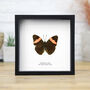 Pink Banded Sister Moth Butterfly Entomology Taxidermy Box Frame, thumbnail 1 of 3