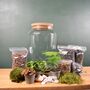 Large Diy Terrarium Kit With Plants Gift For Plant Lover Christmas Gift, thumbnail 1 of 11