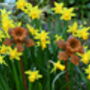 Rusty Metal Daffodil, thumbnail 1 of 3