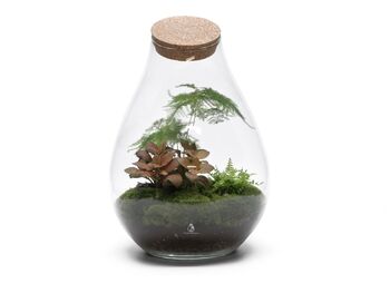 Large Pre Assembled Terrarium With Plants | 'Vienna', 4 of 6