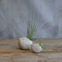 Bird Air Plant Holder In Off White, thumbnail 7 of 12