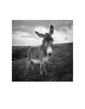 Barnaby The Donkey Photographic Art Print, 3 of 4