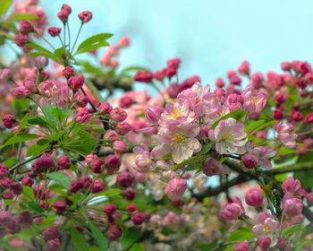 Crab Apple Fruit Trees Two X 10 L Pots, 5 of 7