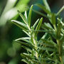 Herb Plants Rosemary Nine X Plug Pack, thumbnail 6 of 6