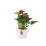 Red Flamingo Flower Anthurium In 12cm Pot, thumbnail 2 of 9