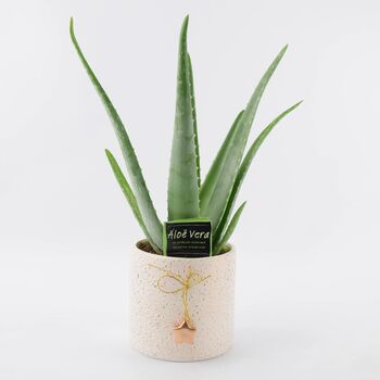 Aloe Vera In Festive Pot – Air Purifying Houseplant, 2 of 2