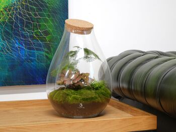 Large Pre Assembled Terrarium With Plants | 'Vienna', 6 of 6