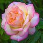 King Charles Iii Coronation Rose Hybrid Tea 'Peace', thumbnail 6 of 6