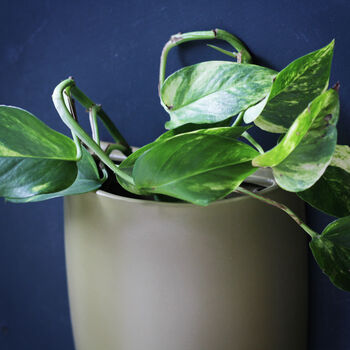 Olive Green Ceramic Wall Planter, 2 of 5