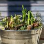 Spring Bulbs Zinc Planter Gift Wrapped, thumbnail 7 of 9