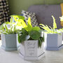 Personalised Anniversary Hexagon Plant Pot For Couples, thumbnail 8 of 9