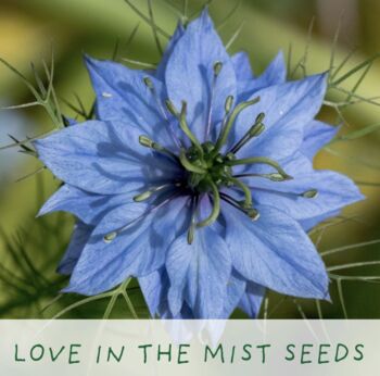 Just Married. Flowers Of Love Growing Kit, 4 of 6