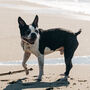 Funny Boston Terrier Silhouette Dog Card, thumbnail 3 of 6