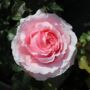 Bride And Groom Rose – Romantic Wedding Gift Plant – Free Standard Gift Wrap, thumbnail 1 of 7