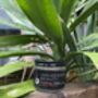 Natural Orange And Grapefruit Deodorant Cream 60ml, thumbnail 1 of 2