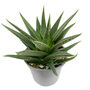 Narrow Leaved Aloe Easy Care Decorative Plant, thumbnail 4 of 5