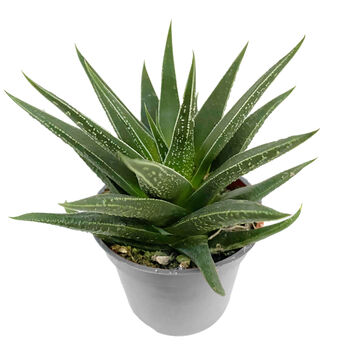 Narrow Leaved Aloe Easy Care Decorative Plant, 4 of 5