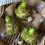 Fresh Moss Hyacinth Kokedamas, thumbnail 6 of 6