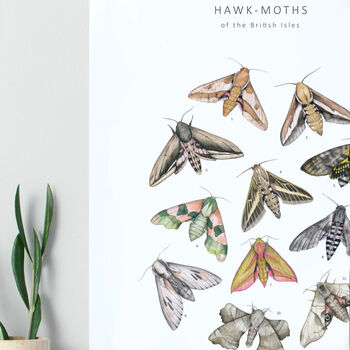 Hawk Moths Watercolour Print, 3 of 3
