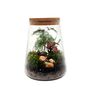 Diy Moss Terrarium Kit Glass Biodome With Live Plants, thumbnail 1 of 9