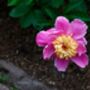 Peony Plants, 'Doreen', thumbnail 2 of 4
