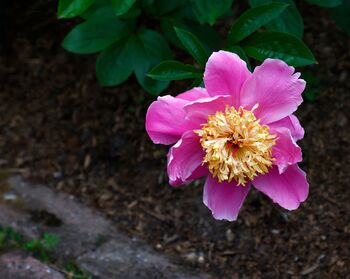 Peony Plants, 'Doreen', 2 of 4