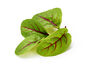 Vegetable Plant Sorrel 'Red Veined' 1x Plant 9cm Pot, thumbnail 2 of 8