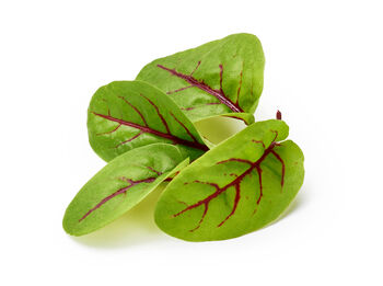 Vegetable Plant Sorrel 'Red Veined' 1x Plant 9cm Pot, 2 of 8