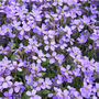 Flowers Aubrietia 'Lilac Blue' 12 X Plant Pack, thumbnail 1 of 2