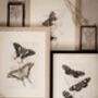 Framed Pair Of Vintage Butterfly Art Prints In Sand Frames, thumbnail 8 of 10