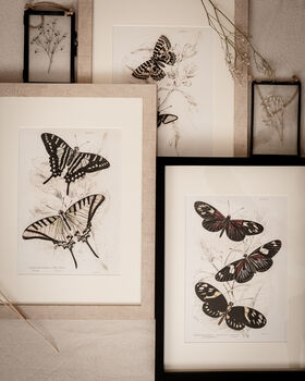 Framed Pair Of Vintage Butterfly Art Prints In Sand Frames, 8 of 10