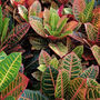 Houseplant Croton 'Petra' 13cm Pot, thumbnail 2 of 3