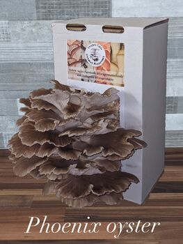 Ready To Grow Oyster Mushroom Growing Kit, 6 of 9