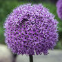 Spring Bulbs Allium 'Gladiator' 18 X Bulb Pack, thumbnail 5 of 5